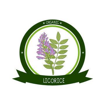Licorice. Flower, leaves. On a white background. Sketch. Logo, sticker, emblem
