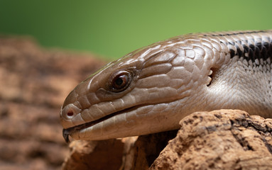 Blue Tongued Skink