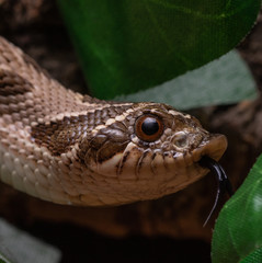Western Hognose