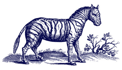 Zebra equus quagga in side view in savannah landscape. Illustration after historical engraving from 17th century