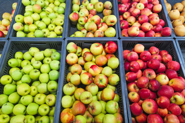 Bunch of red and green apples on boxes in supermarket. Red and green apples at the farmers market. Apples being sell at public market