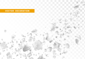 White flower petals are flying circling isolated on transparent background - obrazy, fototapety, plakaty