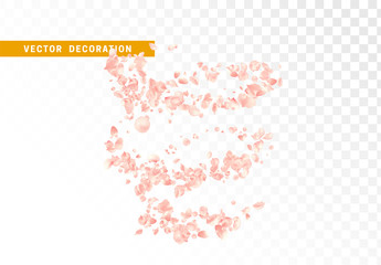 Pink flower petals are flying circling isolated on transparent background