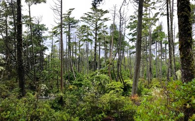 Wild Pacific Trail, Ucluelet, Vancouver Island, British Columbia, Canada November 24, 2018 - shot of the rainforest that surrounds the wild pacific trail from an high point.