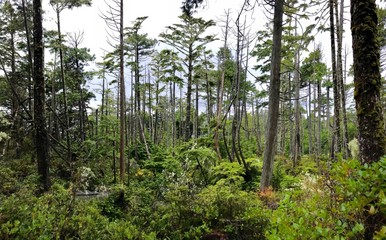 Wild Pacific Trail, Ucluelet, Vancouver Island, British Columbia, Canada November 24, 2018 - shot...