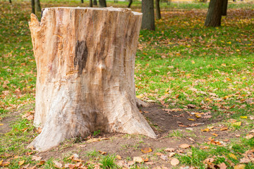 Obraz premium Stump on green grass in the park or forest. Old tree stump in the park