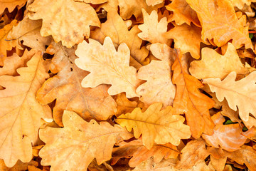 Yellow oak leaves fall. Patterns of oak leaves in autumn park. Background with autumn colorful leaves