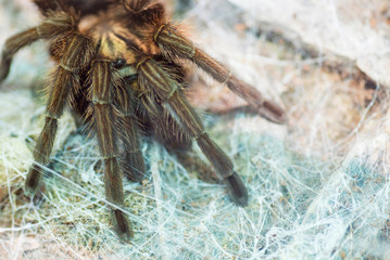 Spider in natural forest environment. Spider top view