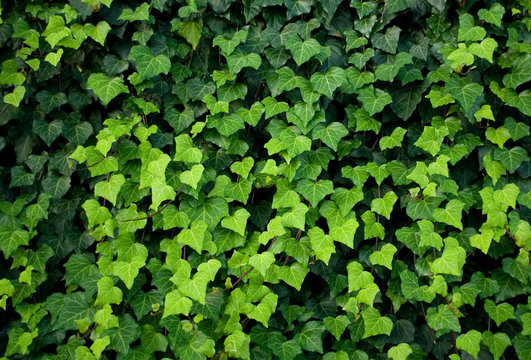 ivy plants, lianas cover a wall, leaves of different shades of green, heart shape, texture, background, garden, summer, gradation, colorful, background, italy
