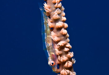 Goby fish on gorgonian