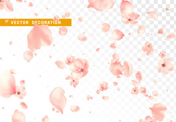 Pink flower petals and bud are flying circling isolated on transparent background