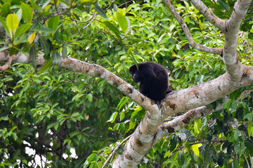Black Howler monkey, genus Alouatta monotypic in subfamily Alouattinae, one of the largest of New World monkeys, rests on a branch in his habitat rain forest in Panama.