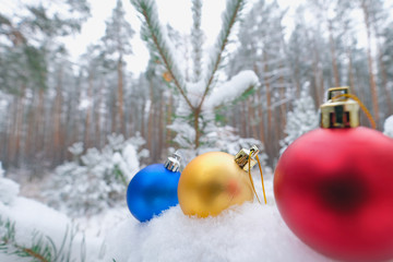 Christmas balls on the branches spruce