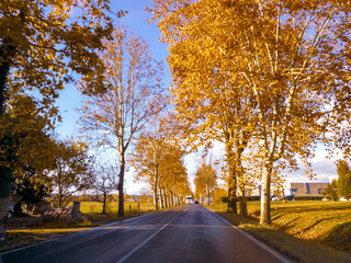 strada urbana tra gli aceri in autunno