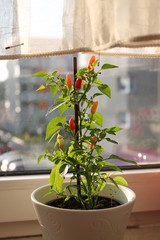 mini home chili plant