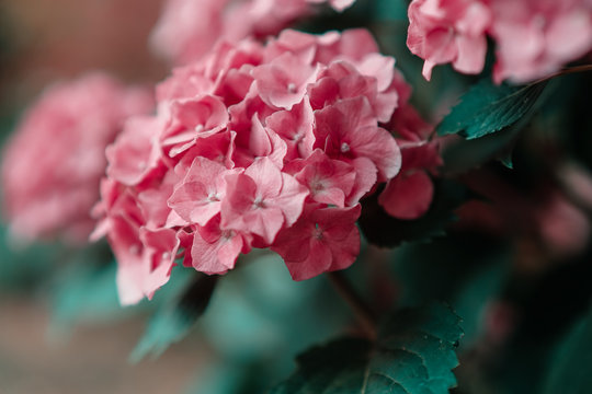 Pink Geranium