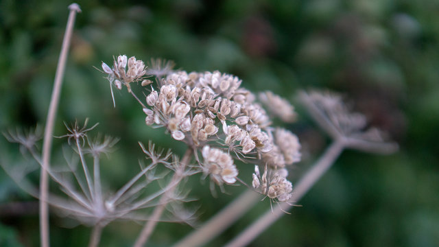 Seed Heads