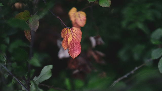 Red Leaves