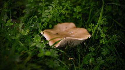 Fungi