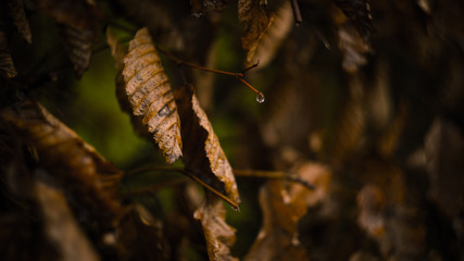 Autumn Leaves
