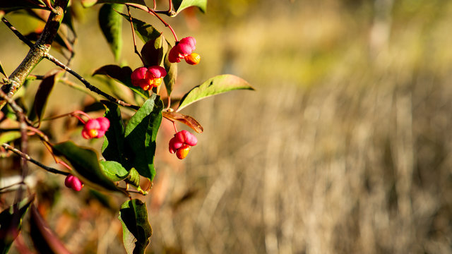 Spindleberries