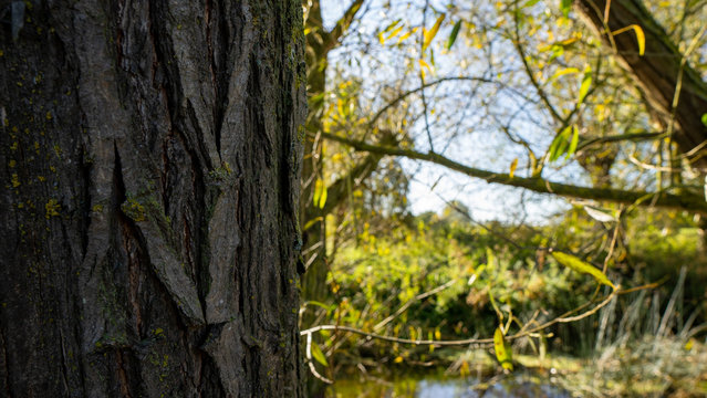 Bark