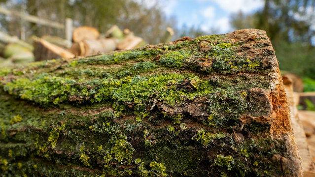 Wood