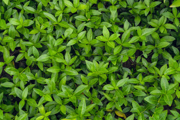 Fototapeta na wymiar Periwinkle leaves background. Natural lush glossy greenery plants for ornamental and landscaping park and garden design.