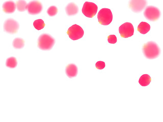 Pink rose petals falling vector valentine background.