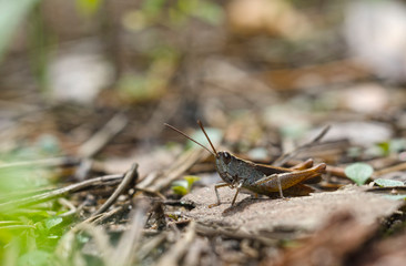 Grasshopper on leaf