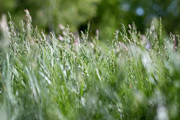 Green summer grass picture 