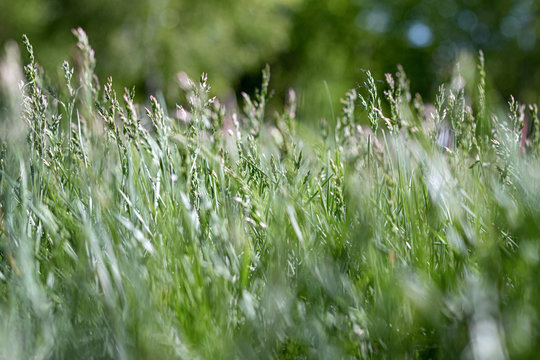 Green summer grass picture 