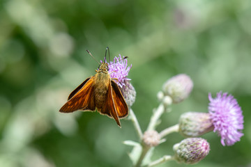 Hesperiidae / Orman Zıpzıpı / / Ochlodes venatus