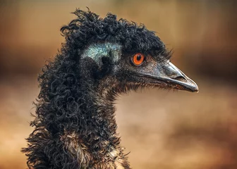 Photo sur Plexiglas Autruche ostrich bird