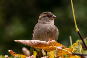 Very proud and beautiful sparrow sitting on a branch.