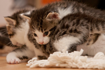 kitten
