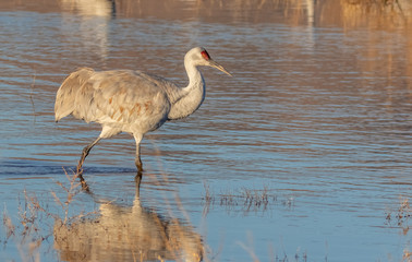 Sandhill crane in shallow pond in early morning at Bosque del Apache National Wildlife Refuge in central New Mexico