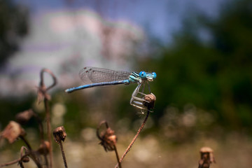 Smiling dragonfly