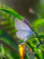  Blue butterfly