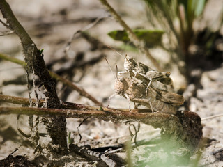 Grasshoppers love