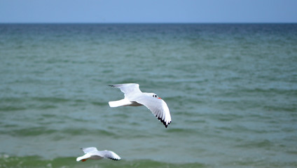 seagull in flight