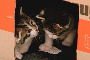 Katze steckt Zunge raus 