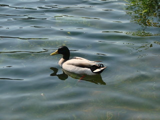 Rest and hunting of wild birds on the mirror water surface of the river, covered with calm waves and flowering vegetation.