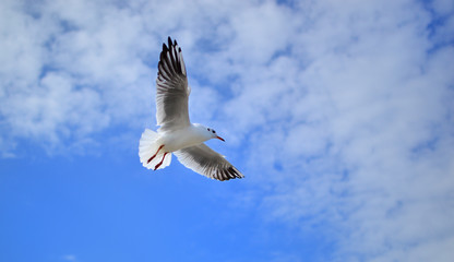 seagull in the sky