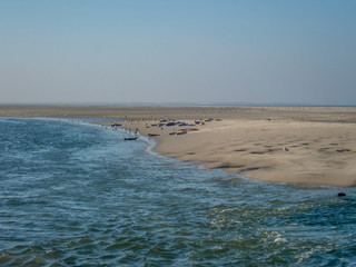 Old and young seals resting on the sandy shores of the Wadden Sea near the island of Ameland - 4