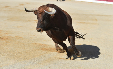 toro en españa