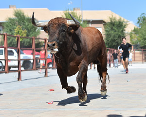 toro grande en españa con grandes cuernos