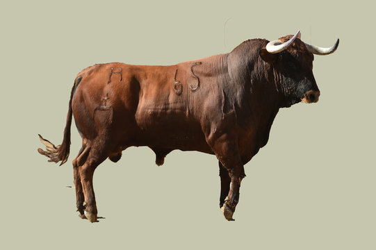 toro en espa&ntilde;a