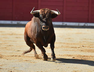 toro tipico español