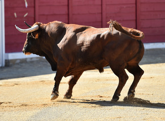 toro tipico español